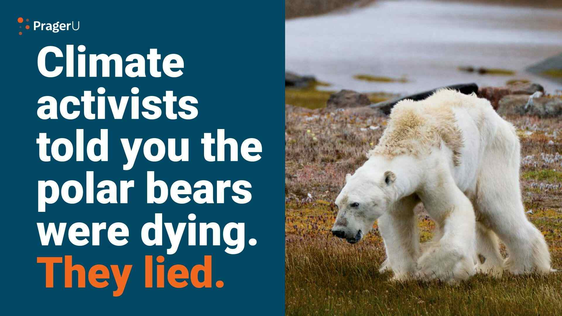 Remember This Starving Polar Bear?